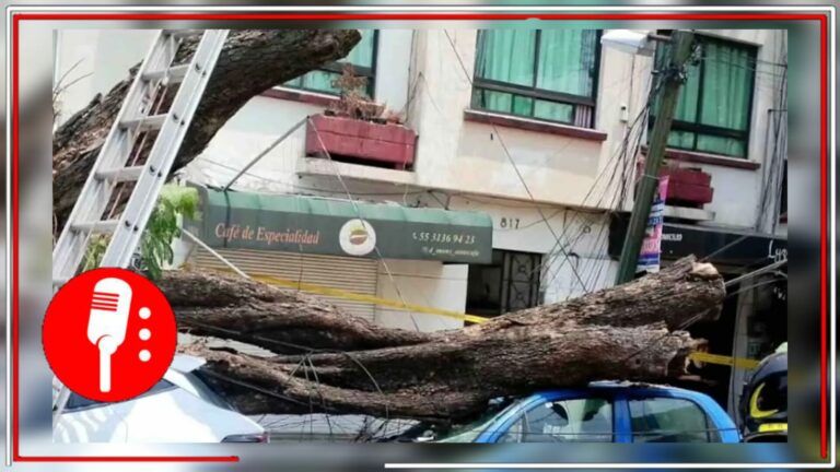 Cae árbol y aplasta 3 carros