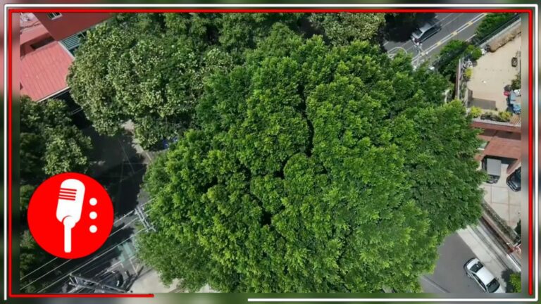 Laureano: Un árbol patrimonio monumental