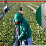 Migrantes mexicanos: columna vertebral de la economía en Texas y California