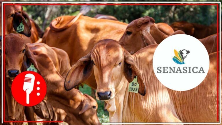 Senasica intercepta 32 cargamentos de ganado con gusano barrenador desde noviembre