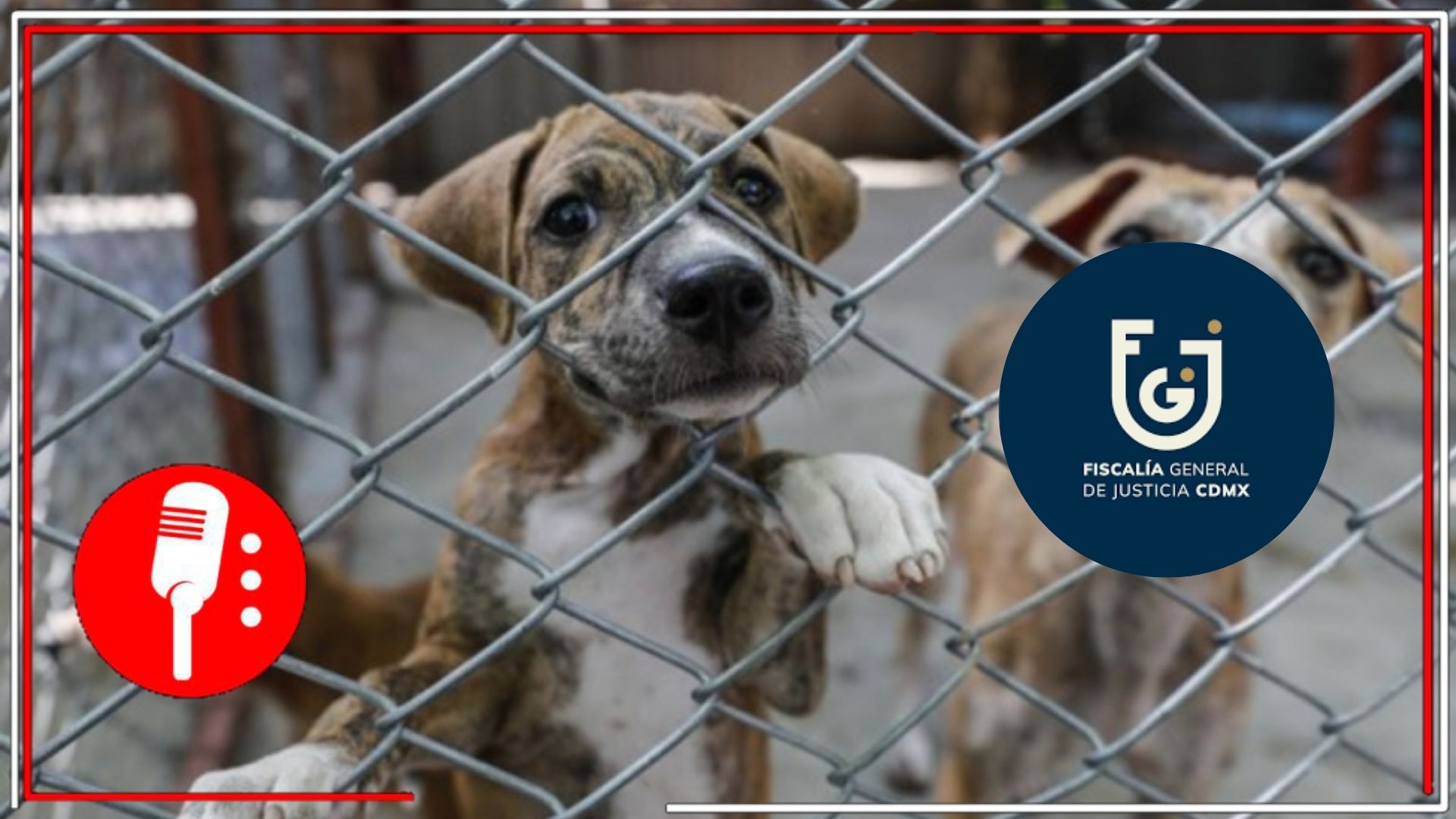 Fiscalía de CDMX crea Agencia contra el Maltrato Animal