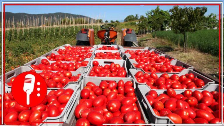 México en alerta por arancel del 17% de EE.UU. al tomate: “Es grave no tener un socio confiable”