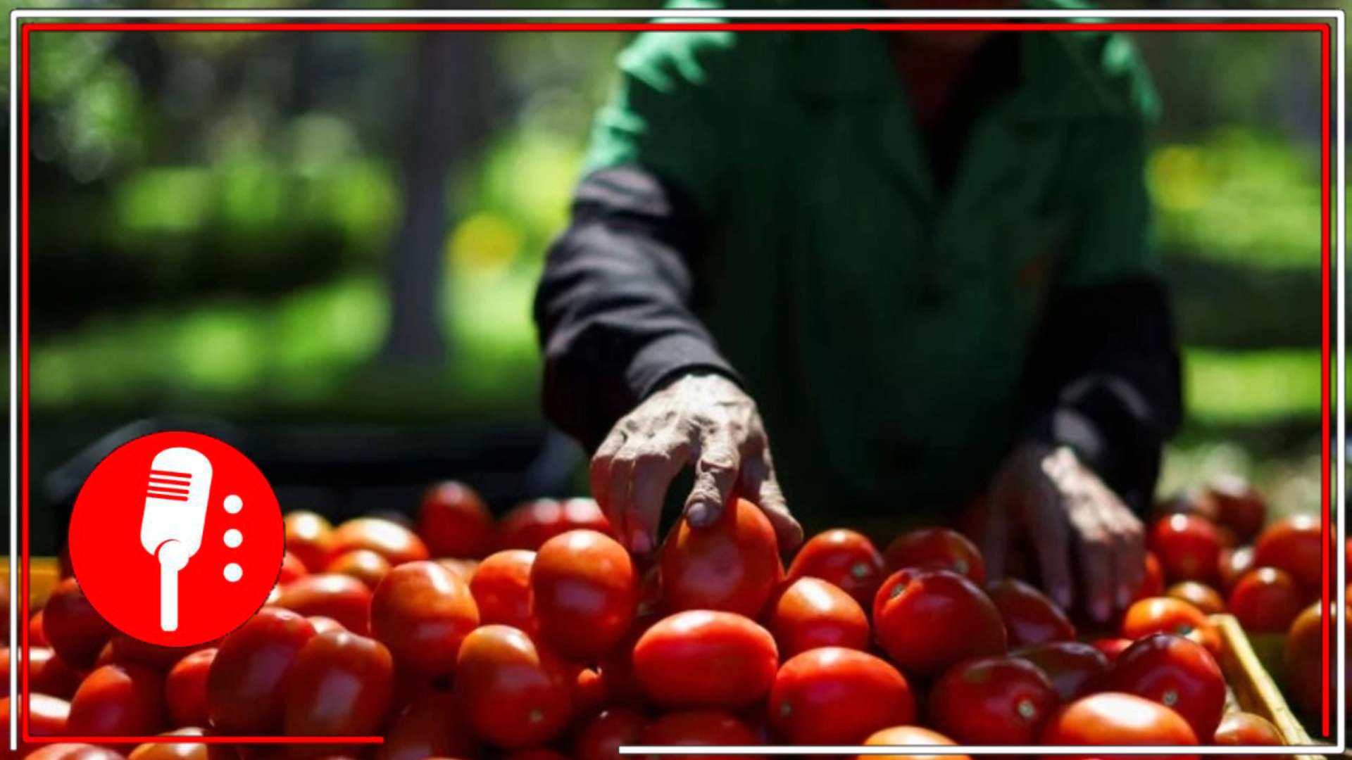 EE.UU. impone arancel al jitomate mexicano; productores advierten impacto