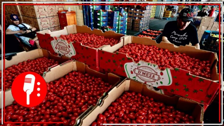 Aranceles al jitomate: un “regalo” de Trump a productores de Florida