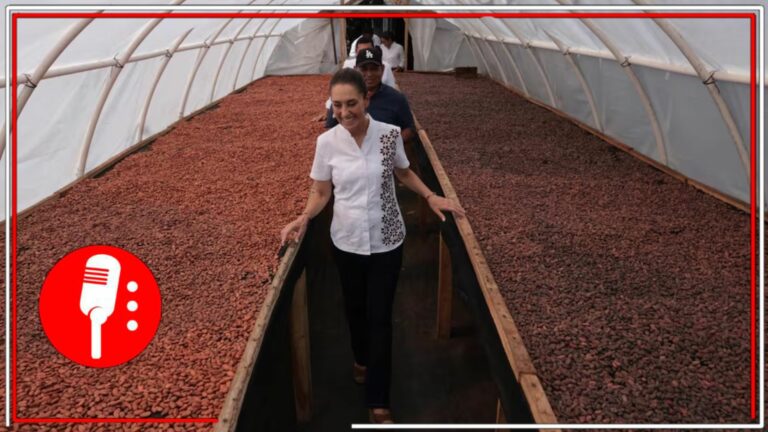 Sheinbaum recorre vivero en Tabasco: cacao para el “Chocolate del Bienestar”