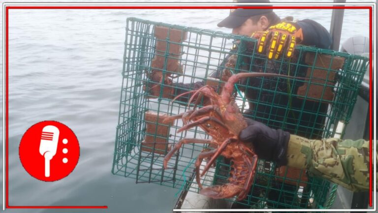 Conapesca desmonta 20 trampas de pesca ilícita en Ensenada