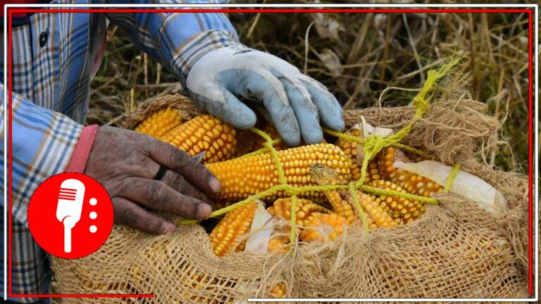 Cosecha récord de maíz en EE.UU. desploma precios y  golpea a productores mexicanos