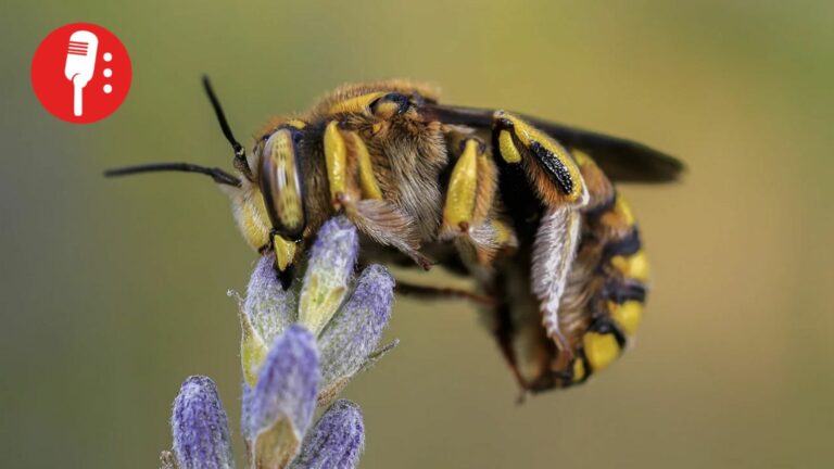 ¿Qué es más letal en México: un alacrán, una abeja o una serpiente?