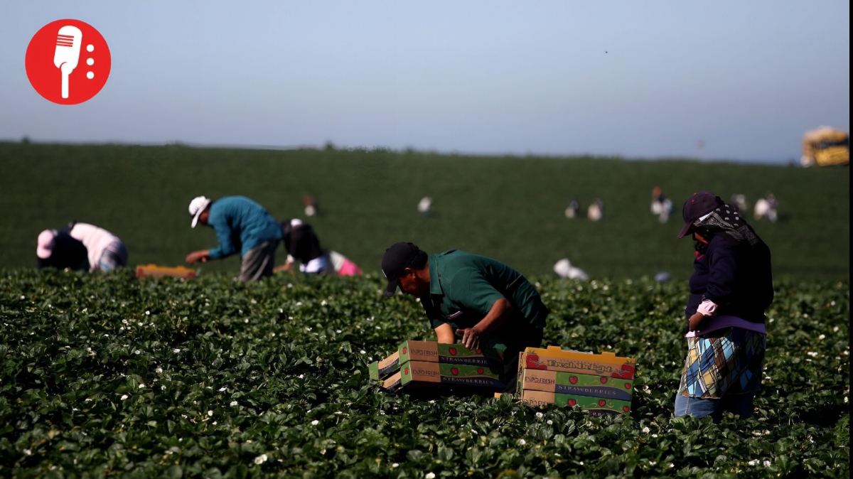 La paradoja migratoria en los campos de California