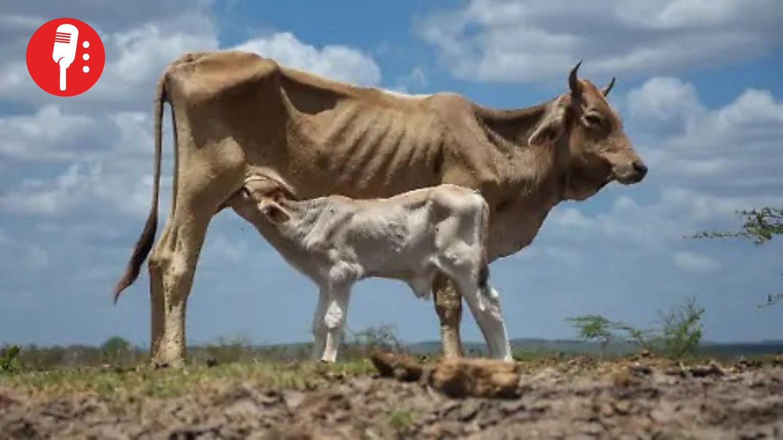 Gusano barrenador llega a la frontera con EUA y enciende alertas sanitarias en Nuevo León