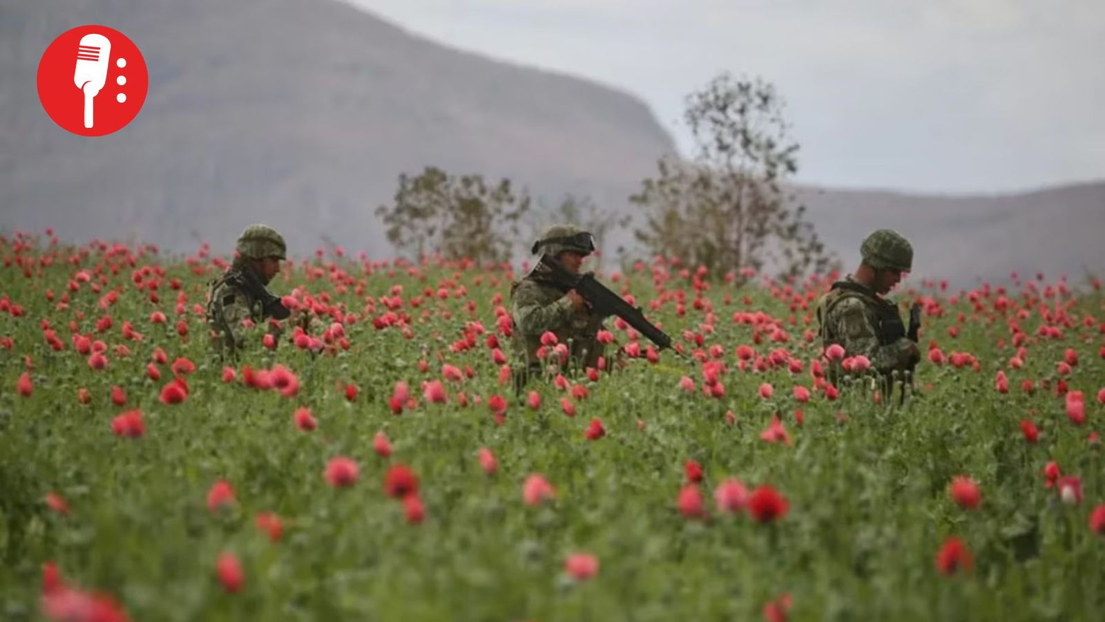 Producción de amapola del Cártel de Sinaloa cae 94% en la región durante gestión de Claudia Sheinbaum