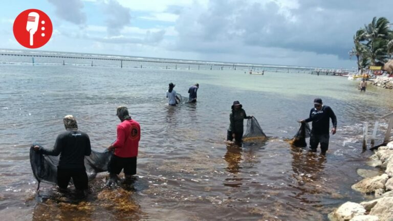 Quintana Roo, libre de 405 toneladas de sargazo