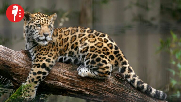 Población de jaguares crece 10% en México