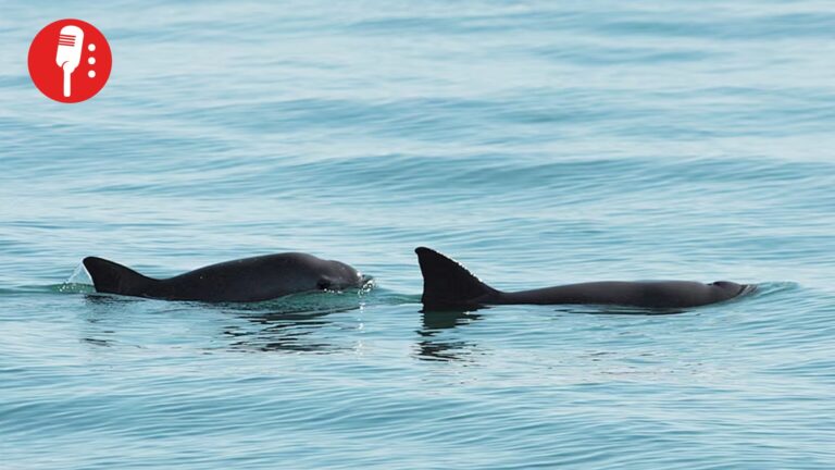 Renace esperanza: detectan hasta 10 vaquitas marinas en el Alto Golfo de California