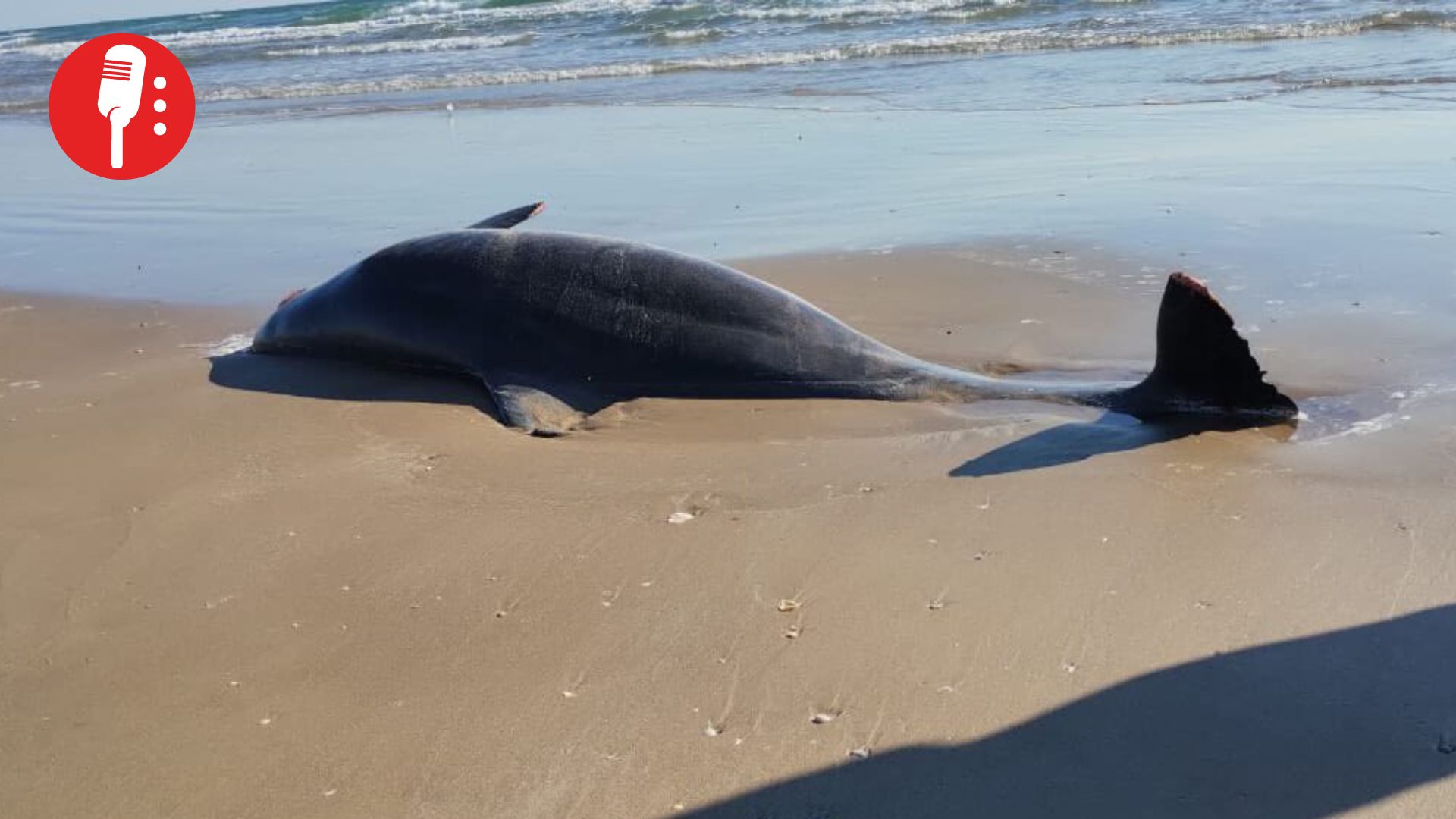 Hallan delfines muertos tras explosión de cohete Starship en Golfo de México