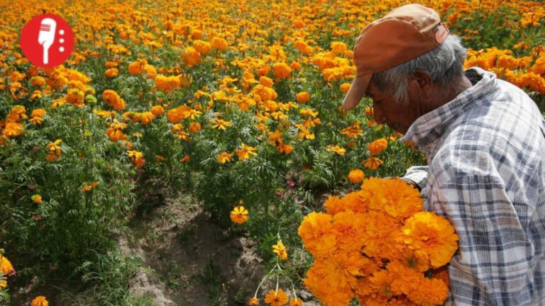 Puebla: líder en producción de cempasúchil y terciopelo; concentra 72% nacional