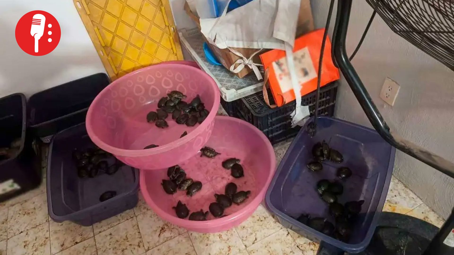 Tres presuntos traficantes de especies marinas protegidas son vinculados a proceso en Jalisco