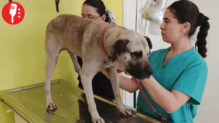 Toluca atiende perritos atropellados y llama a la población a manejar con precaución