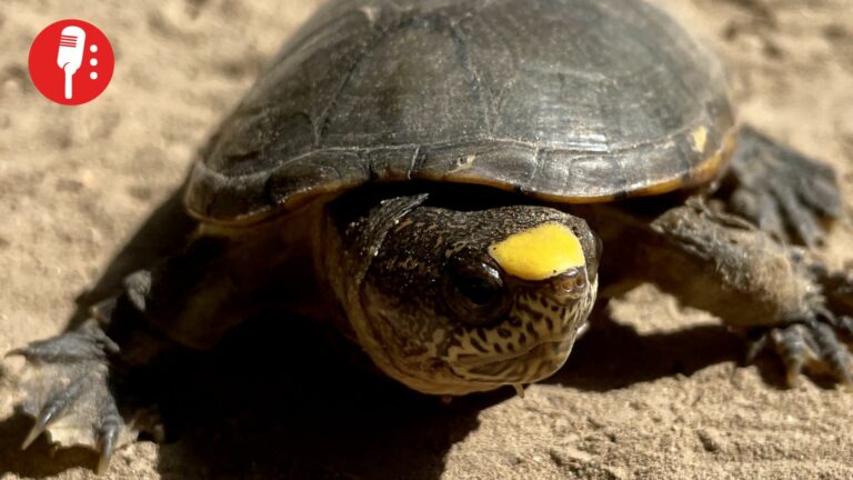 Tráfico ilegal pone al borde de la extinción a la tortuga Casquito de Vallarta