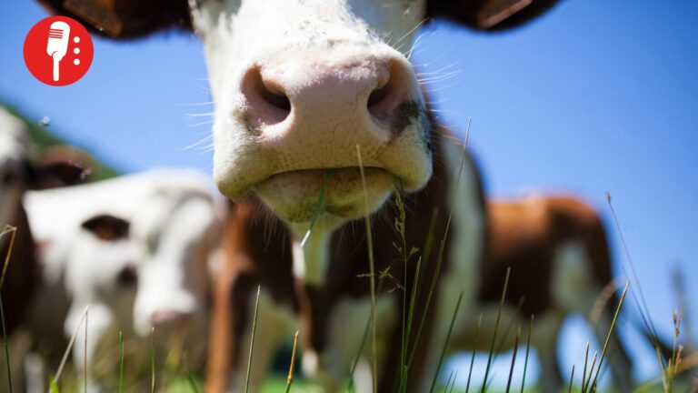 México y Estados Unidos buscan reabrir frontera al ganado fortaleciendo cooperación agroalimentaria