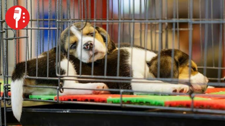 CDMX pone fin a la exhibición de animales de compañía en vitrinas: nuevas reglas para adopción y venta