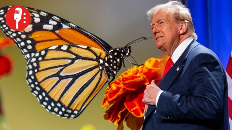 Trump congela protección federal a la mariposa monarca y la deja en un limbo ambiental