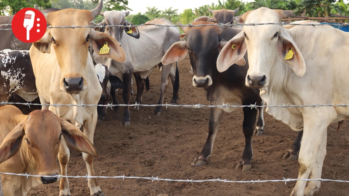 Gusano barrenador en Tamaulipas