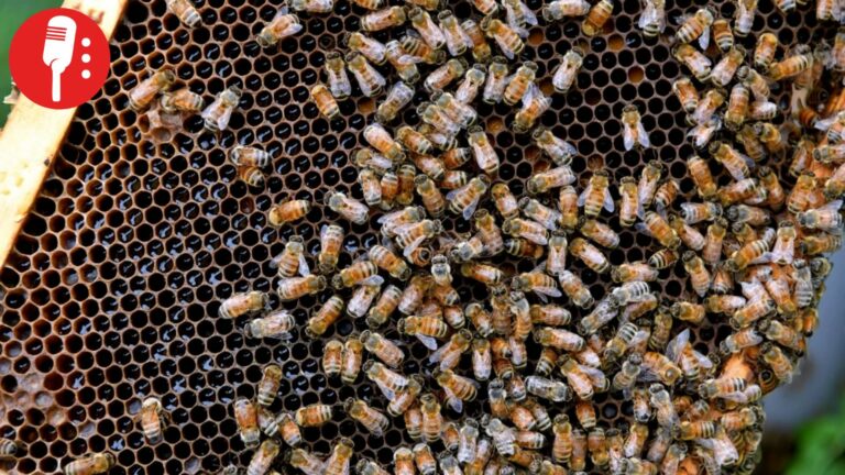 Denuncian a dueño de cafetería en Condesa; envenenaba abejas en Parque España