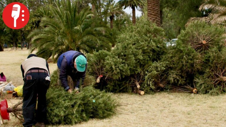 CDMX activa campaña de reciclaje de árboles de Navidad y nochebuenas 2026