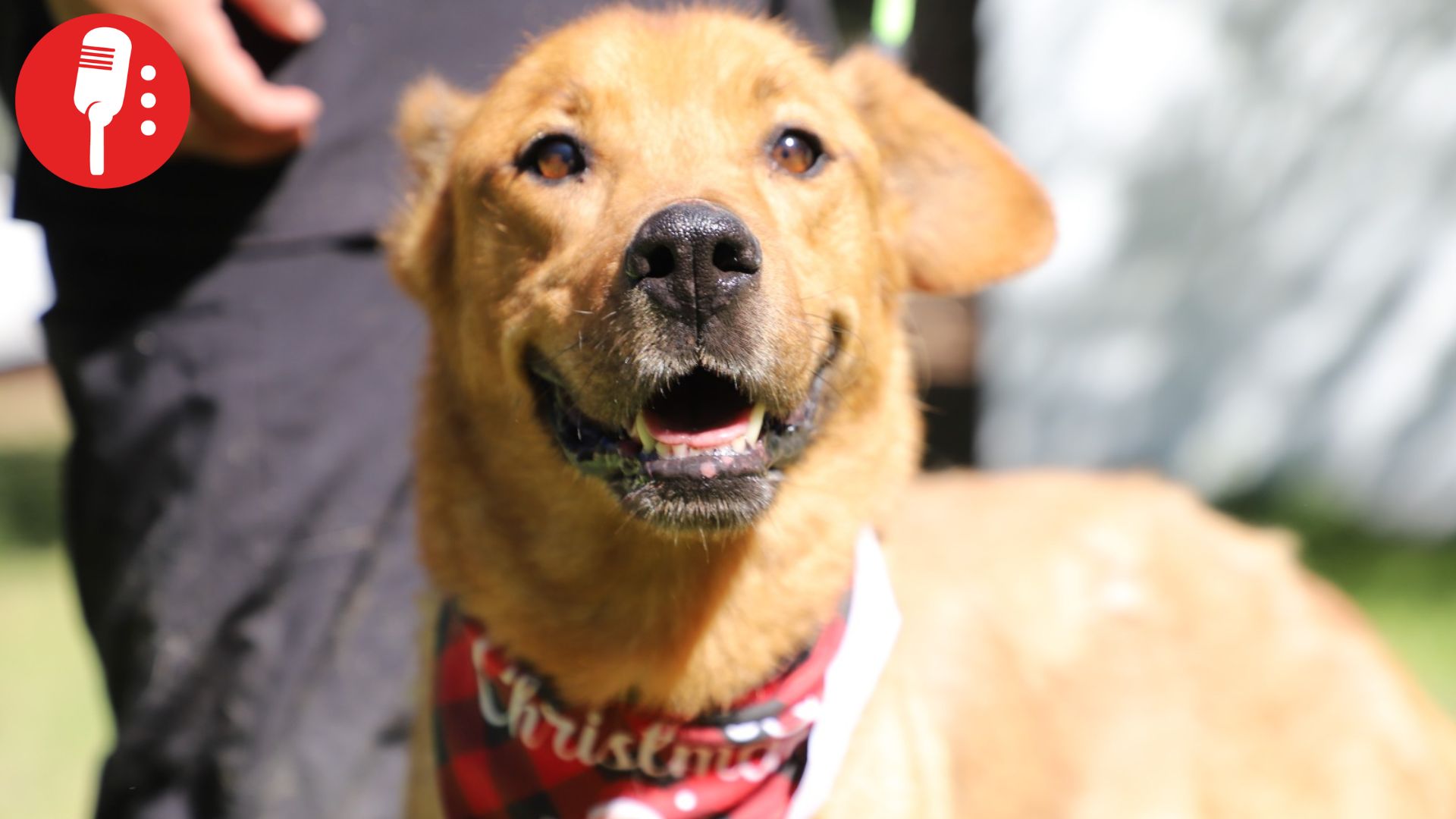 Puebla promueve adopción responsable