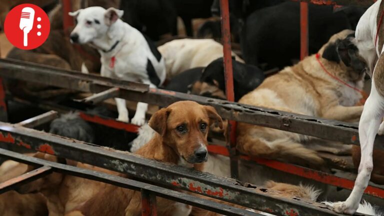 La batalla legal por el refugio de animales en Cuajimalpa