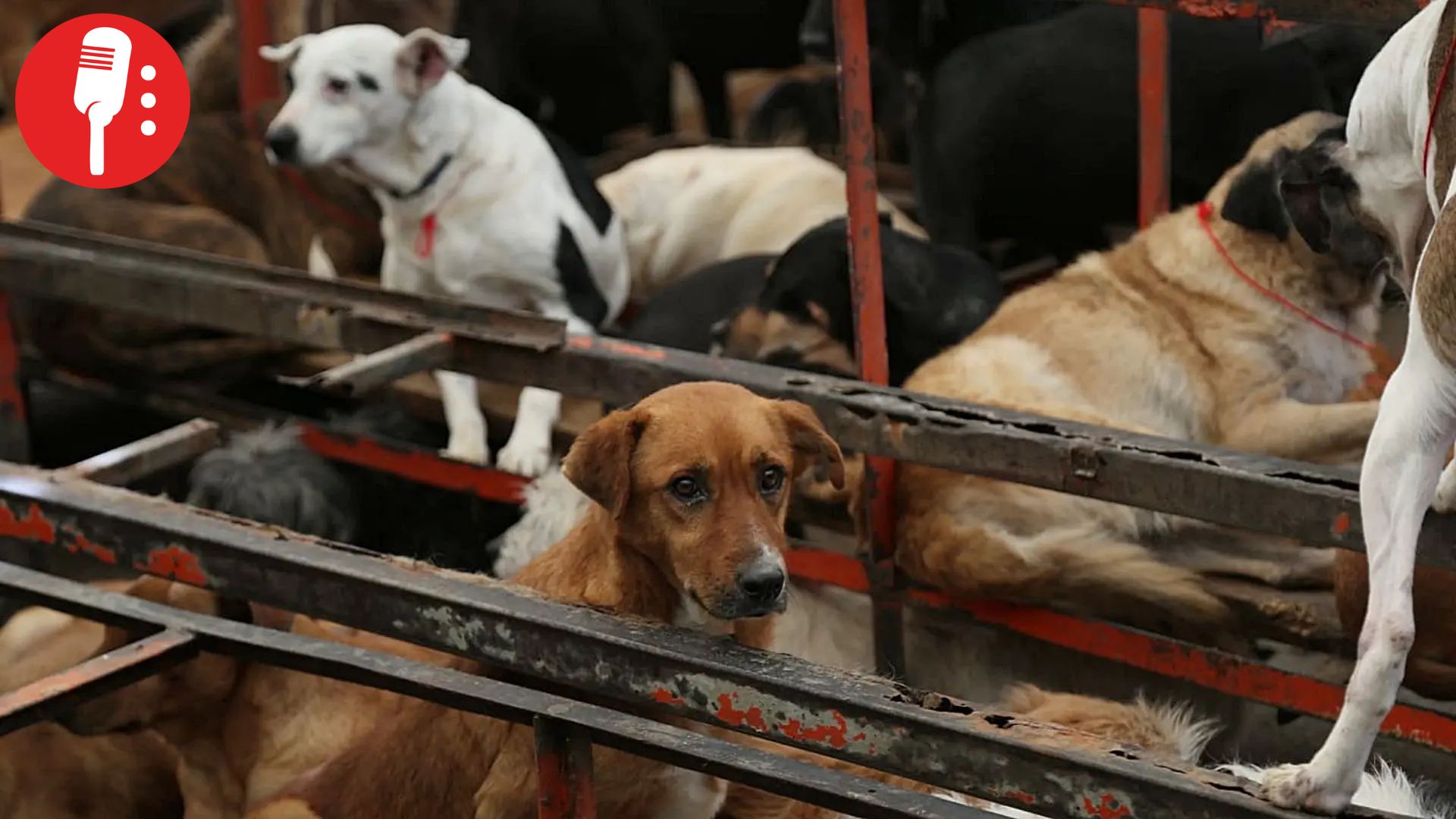 La batalla legal por el refugio de animales en Cuajimalpa