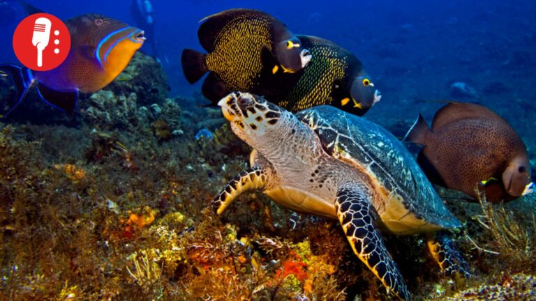 México activa acuerdo de la ONU para proteger la biodiversidad marina en altamar