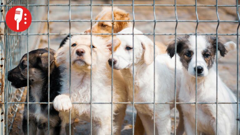 CDMX refuerza protección animal: atienden más de 23 mil denuncias por maltrato en seis años