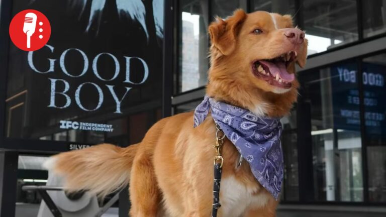 Indy hace historia al convertirse en el primer animal en ganar un Premio Astra por su actuación en Good Boy
