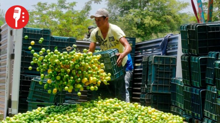 Refuerzan ofensiva federal contra la extorsión en la región limonera de Tierra Caliente