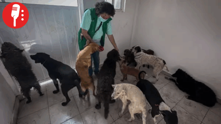 Gobierno capitalino defiende diálogo por Refugio Franciscano y bienestar animal