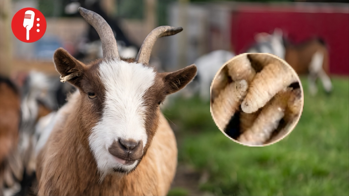 Alerta por gusano barrenador en Edomex