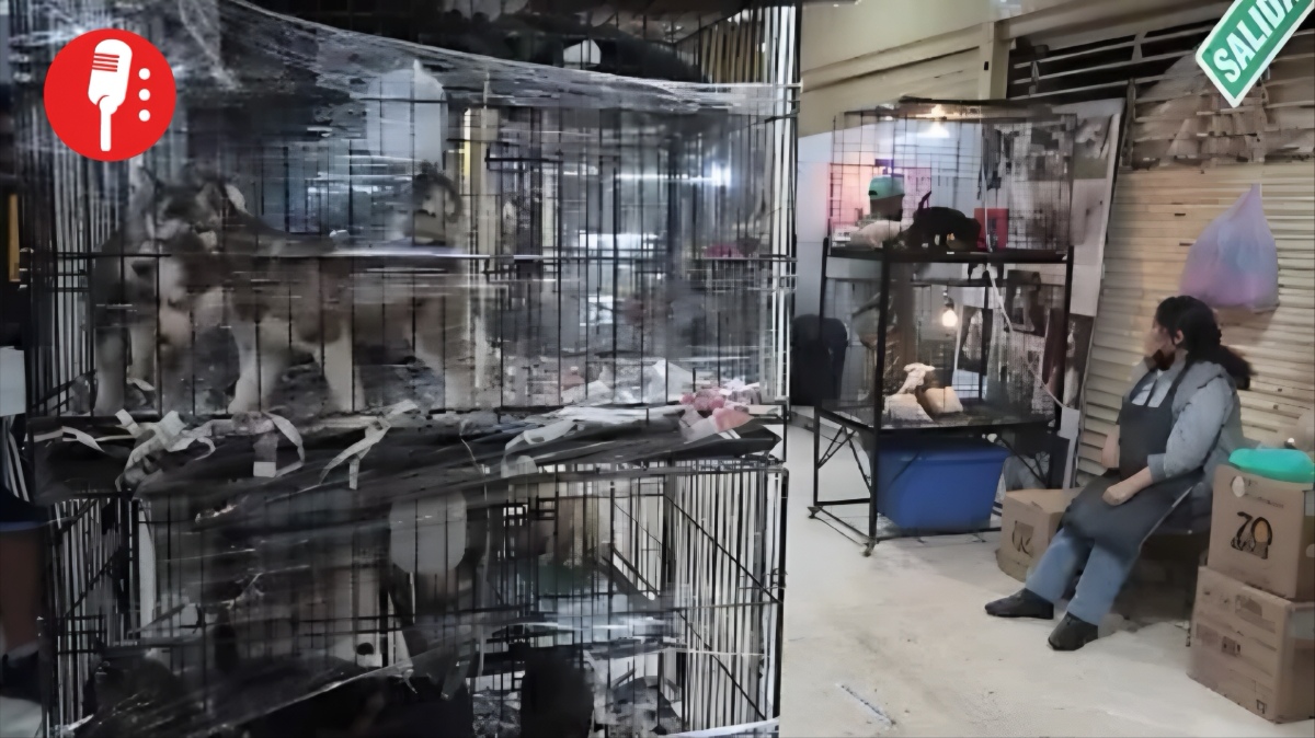 Venta oculta de animales en el mercado de Sonora