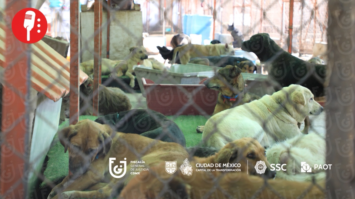 Rescatan a cientos de animales en el refugio Franciscano