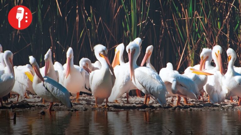 Pelícanos blancos regresan al lago de Texcoco