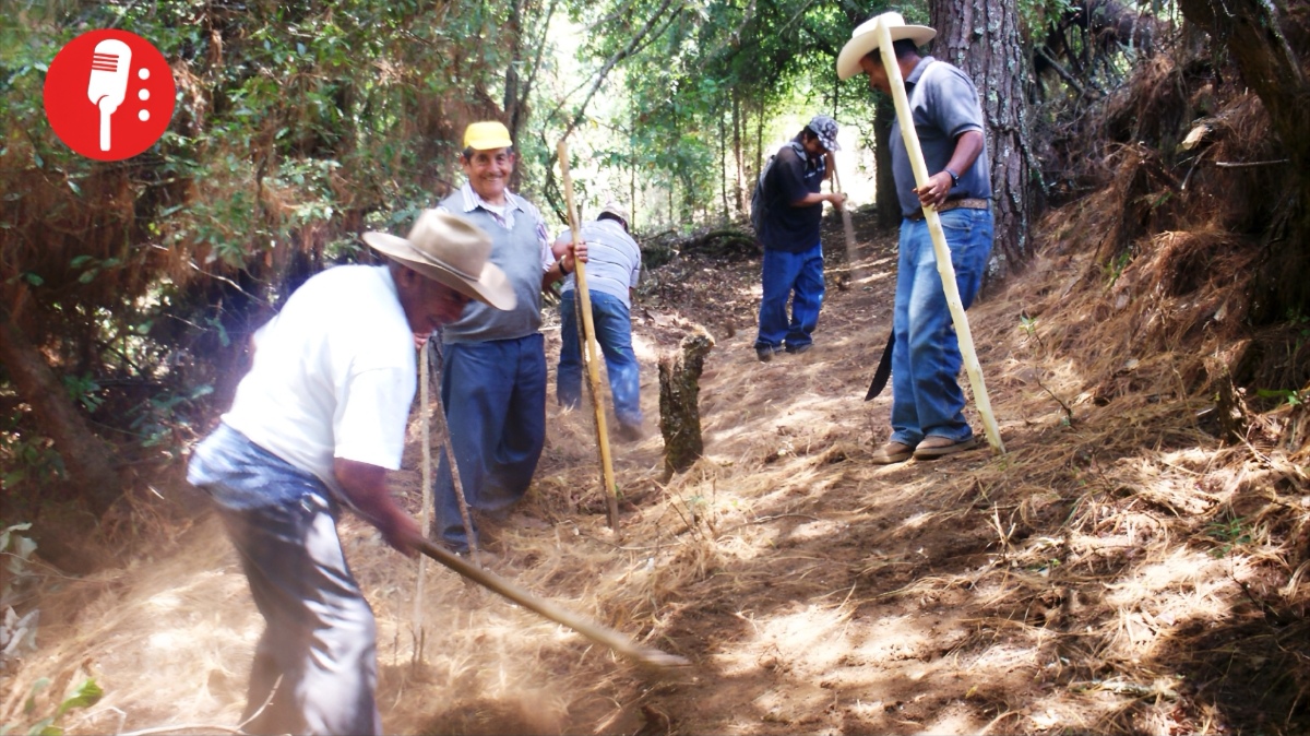 Conafor protege selvas en Michoacán