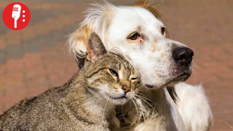 Congreso de CDMX refuerza sanciones por maltrato a perros y gatos