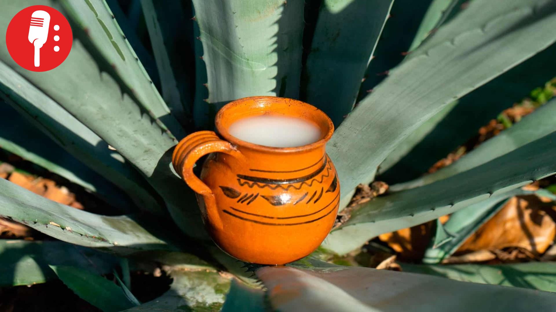 Pulque de Tlaxcala obtiene Indicación Geográfica y protección como bien nacional