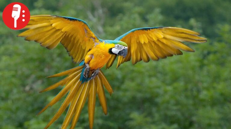 Estudio revela drástica disminución de aves en territorios indígenas