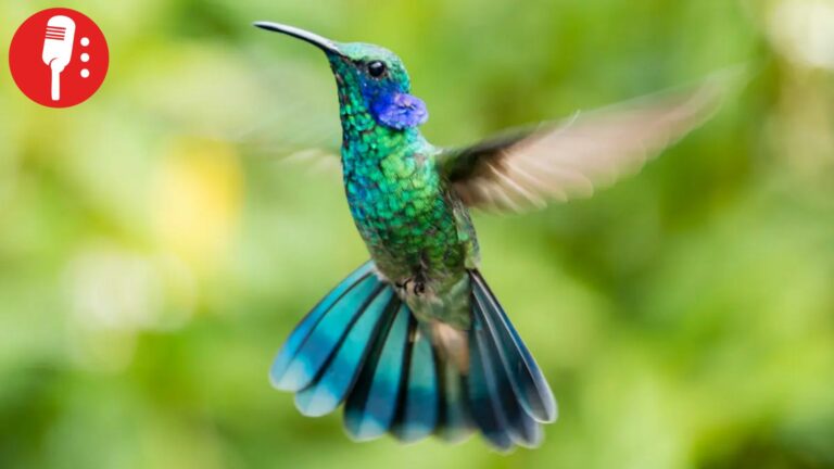 Profepa alerta el aumento de tráfico de colibríes por el 14 de febrero