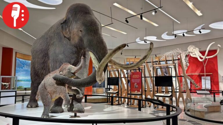 Inauguran Museo del Mamut en Tultepec con hallazgos de hace más de 13 mil años