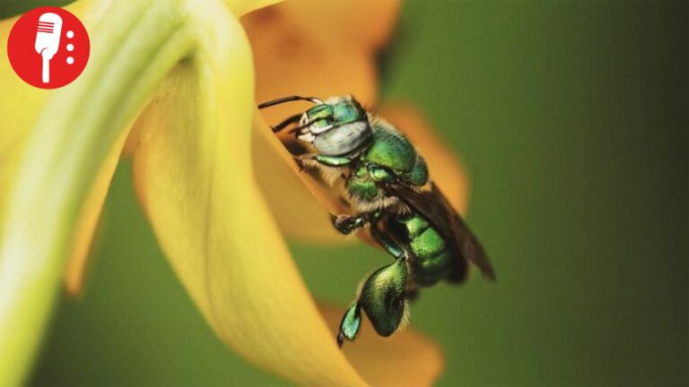 Reportan caída del 70% de la población de abejas polinizadoras de vainilla en Veracruz