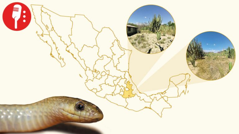 Yakacoatl tlalli, la nueva serpiente subterránea de México
