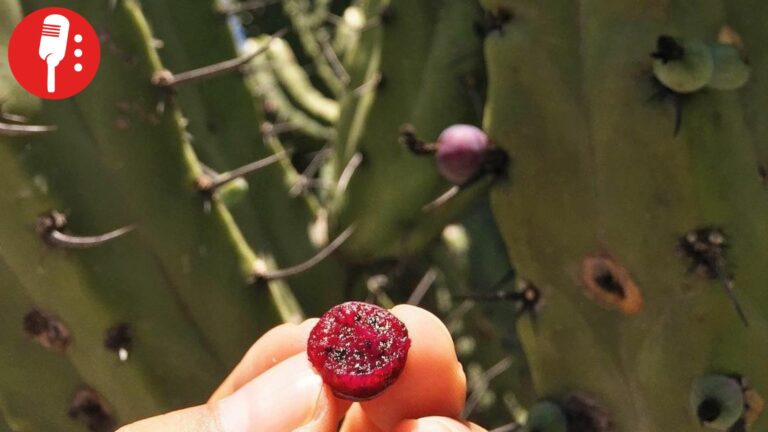 Investigadoras de la UAQ destacan al garambullo como aliado contra el cáncer de colon